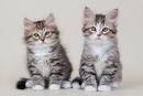 Siberian cat names - picking a name for your Siberian ...