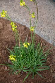 Image result for Bulbine favosa