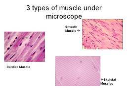 They work automatically without you being aware of them. Musculature System How Muscles And Bones Interact 1