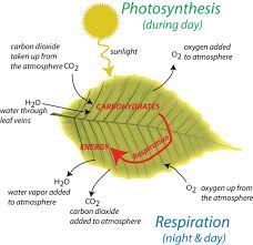 Photosynthesis Earth 103 Earth In The Future