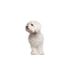 The only difference is their luck. Maltipoo Puppies Petland Jacksonville Florida