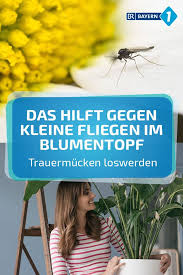 Denn breiten sich die tiere erst einmal aus, können sie auch in andere töpfe und pflanzen. Kleine Fliegen In Blumenerde Trauermucken Loswerden Das Konnen Sie Tun Br De Kleine Fliegen In Blumenerde Fliegen In Blumenerde Kleine Fliegen