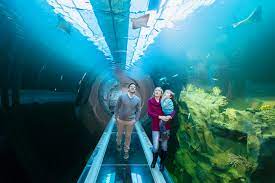 The haus des meeres (hdm, english: Unique Aquarium News Haus Des Meers Aqua Terra Zoo