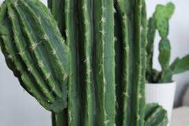 Saguaro cactus az by sullynyflhi. Cute Cactus Diy Plant Lily Ardor
