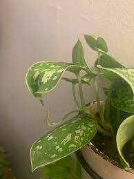 Bird Of Paradise Plant Leaves Curling And Turning Brown Scindapsus Pictus Leaves Curling Info In Comments Plantclinic