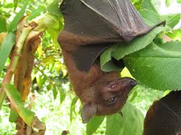 Image result for Loudetia angolensis