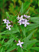 Image result for Conostomium natalense