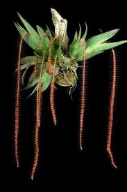 Image result for Oberonia