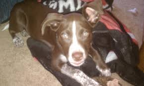 Overalll german pits are very alert loving dogs if raised right. Gsp Pit Mix Cheap Buy Online
