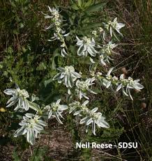 Image result for Euphorbia serratifolia