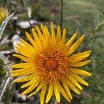 Image result for Berkheya spekeana