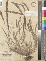 Image result for Eragrostis arenicola