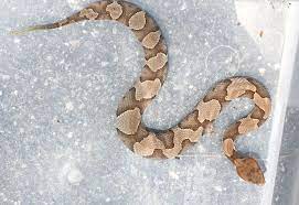 Check spelling or type a new query. How To Identify A Baby Copperhead Snake 21 Pictures