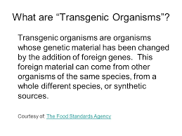 The most famous example are food crops like soy and corn that have been. Transgenic Organisms Ppt Video Online Download