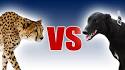 Top 10 Fastest Dog Breeds in the World - Top10HQ