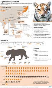 Tigers Under Pressure Tiger Population Save The Tiger Laos Thailand