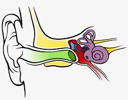 A protective/cosmetic cover used to cover the 12 volt accessory power outlet cover. Images For Ear Anatomy Diagram Blank Unlabelled Diagram Of The Ear Png Image Transparent Png Free Download On Seekpng