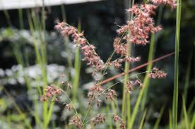 Image result for Melinis minutiflora