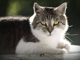 Ich und meine familie wohnen in der stadtmitte in einem hochhaus, wir haben eine dreizimmerwohnung im ersten stock. Markieren Mit Urin Verschiedene Ursachen