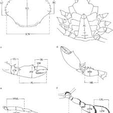 20+ desain dapur minimalis kecil mungil. Pdf Multivariate Analysis Of The Mud Crab Scylla Serrata Brachyura Portunidae From Four Locations In Southeast Asia