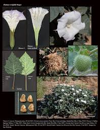 Image result for Datura