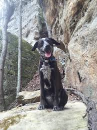 Maybe you would like to learn more about one of these? My Blue Heeler Lab Mix Enjoying A Day In The Woods Australiancattledog