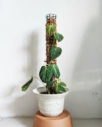 Check spelling or type a new query. How To Keep Moss Pole Moist Garden Compost Plants Moss