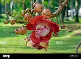Image result for Couroupita guianensis