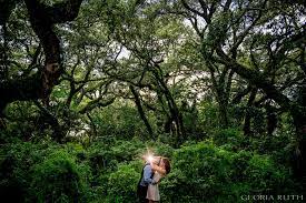 Tree Tops Park Engagement Photo Davie Fl Engagement Photos Tree Tops Photography