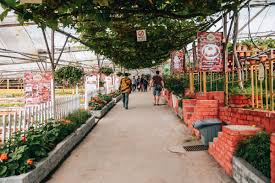 It is located in brinchang town, right beside cactus valley at the new town of brinchang. Warum Wir Von Den Cameron Highlands In Malaysia Enttauscht Waren Sommertage