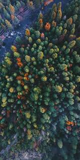 Birds Eye View Photography Easy Forest Bird Eye View Green Nature 1080x2160 Wallpaper Birds Eye View Photography Birds Eye View Birds Eye