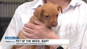 Pet of the Week: Bart