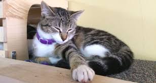 Coffee, wine, small bites & sweet treats. I Went To Wisconsin S First Cat Cafe And It Was Pretty Weird