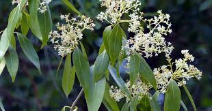 Image result for Ocotea