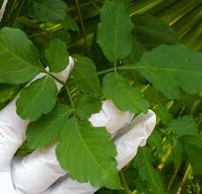 Image result for Cardiospermum corindum