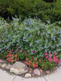 Image result for Caryopteris odorata