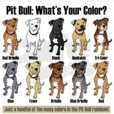 Pitt Bull Colors Pitbull Terrier American Pitbull Terrier Pitbull Puppies