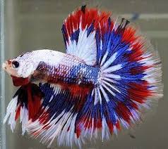 Please click here to see the fish profile explaining we combine the shipping cost if you order more fish or other goods. Half Moon Fighter Fish Betta Fish Care Betta Fish Betta Fish Tank