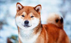 I have 1 boys and 1 girls charting to be 3lbs as adults.tails have been docked and dew claws removed. Shiba Inu Breed Characteristics Care Photos Bechewy