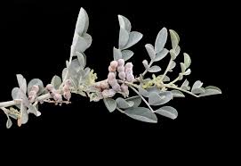Image result for Indigofera adenoides