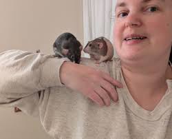 Rats chewing or breaking into bait boxes