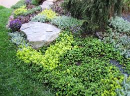 This is very useful in areas with high levels of rain or other destructive weather conditions. Groundcover Ideas For Sunny Areas Tips And Tricks For A Greener Thumb