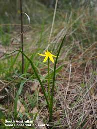 Image result for Pauridiantha