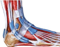 What Is The Clicking Noise From My Ankle When I Run Tendon Tear Running Athletic Training