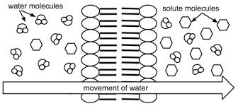 Students also color this image and text explains the difference between hypertonic and hypotonic solutions. Cell Membrane And Transport Coloring Biology Libretexts