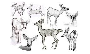 25 Beautiful Animal Drawings For Your Inspiration How To Draw Animals Animal Drawings Animal Line Drawings Animal Sketches