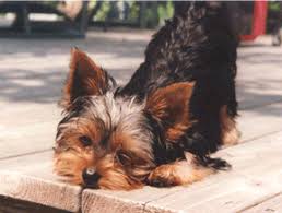A liver shunt is known medically as a portosystemic shunt, hepatic shunt, or pss. A Tale Of Two Liver Shunt Ls Yorkies Ming S Dog Blog