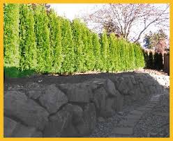 Arborvitaes planted 2.5ft apart 7 years later. Starter Trees