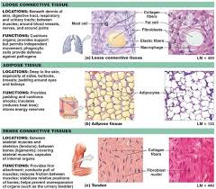 Connective Tissues Loose Connective Tissue Human Anatomy And Physiology Physiology