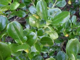 Image result for Coptosperma rhodesiacum